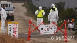 철원 A양돈농장서 아프리카돼지열병 발생…모두 살처분