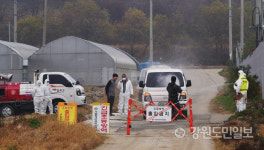 철원 A양돈농장서 아프리카돼지열병 발생…모두 살처분
