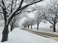 [현장컷] 양양 산간 50㎝·평지 20㎝ 눈…제설작업에 총력