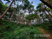 동해시 해오름 유아숲 체험원 확대 운영…산림교육·체험 프로그램 활성화