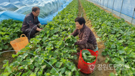 곤달비를 아시나요... 곰취 닮아 아삭아삭 향긋한 맛 호평, 첫 출하