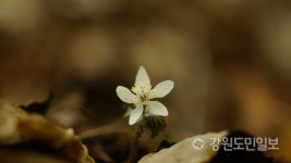 태백산이 전하는 봄소식…복수초·너도바람꽃 개화
