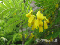양구 개느삼  항염증 효과 입증… 산화질소 발현 47.5% 감소