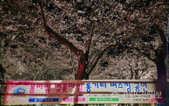 [현장컷] 동해시 곳곳 꽃대궐…벚꽃 만개