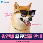 광견병 무료접종 받으세요 춘천시 4월 한달간 지원