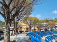 영월 석정여중·고 느티나무 벌목 추진 논란