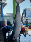 동해 묵호항 앞바다서 800kg 밍크고래 혼획… 4500만원에 위판