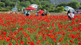 이렇게 많은 양귀비꽃을 한 눈에…원주 용수골 꽃양귀비축제 북적