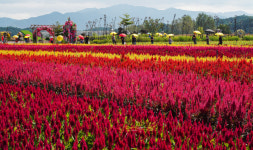 가을꽃 보러오세요 축구장 33개 규모 철원 고석정꽃밭 개장
