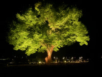 영월 청령포원 530년 느티나무 이름은 용마루나무