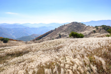 전국 5대 억새 군락지 정선 민둥산서 22일 은빛억새축제 개막