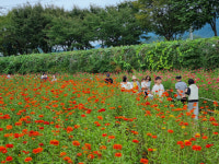 [현장컷] 1000만송이 꽃밭에서 가을 만끽 평창백일홍축제