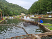 [오래된 미래 강원 노포 탐방] 63. 평창 원복 송어양식장