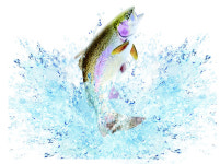 [오래된 미래 강원 노포 탐방] 63. 평창 원복 송어양식장