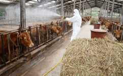 소 럼피스킨 확진 누적 91건…예산 첫 발생 등 3건 추가