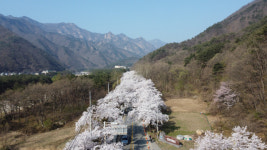 [WE+] 연분홍 꽃비 흩날리는 속초로 봄마중