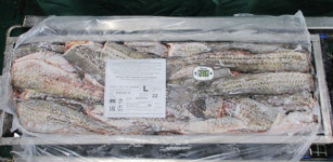 동해항 생태 이어 러시아 동태 대량 반입…전국 유통 통한 수산물산업 활성화 기대