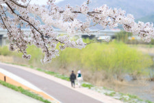 동해 전천 제방길 1.6km LED조명 설치 벚꽃 명소 각광