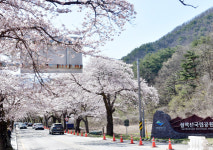 속초 벚꽃 이제 활짝 폈어요