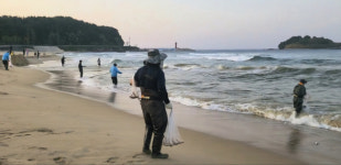 [현장컷] 고성 화진포해변 전어·학꽁치 몰려온다