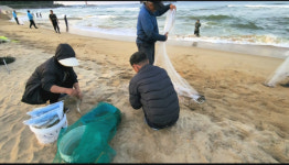 [현장컷] 고성 화진포해변 전어·학꽁치 몰려온다