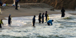 [현장컷] 고성 화진포해변 전어·학꽁치 몰려온다