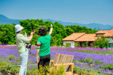 [현장컷] 보랏빛으로 6월 물들인 고성 라벤더 축제