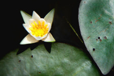 [현장컷] 고성 천진호에 멸종위기 각시수련·순채 활짝