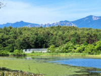 [현장컷] 고성 천진호에 멸종위기 각시수련·순채 활짝