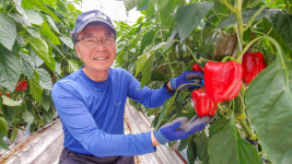 [돌아오는 강원 - 특별함 있는 강원도 농어촌살이] ⑧ 철원 대형팜 파프리카 농장 지형운 대표