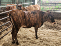 일제 만행으로 멸종 위기 고성 칡소 500두 달성 쾌거