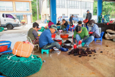 성게 주산지 고성 현내면 초도항 제8회 성게축제 19일 개막
