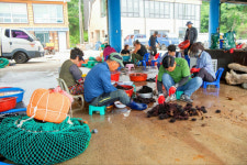 [현장컷] 고성 초도항 마을 성게축제 성황