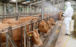 안 그래도 어려운데…  럼피스킨 덮친 한우농가 사면초가