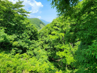 골프장 용도 보전산지 전용 급증…축구장 면적 510배 산림 미복구