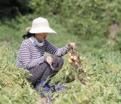 [나는 청년 농부다] 피땀 어린 결실 잘 파는 것까지 농사 소비자 수요 틈새시장 공략 통했다