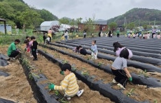 씨앗을 심는 농부가 되자…춘천 섬배마을 하루농부 체험행사