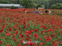 제18회 원주 용수골 꽃양귀비 축제 개막