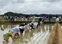 산지 쌀 한가마 20만원 근접…정부 수급관리 최선