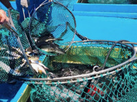 고성은 지금 청복 풍년… 어업인 웃음꽃