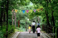 강릉솔향수목원 초록빛에 마음 안정…이색 피서지로 인기