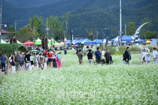 메밀꽃과 효석 문학의 향기, 2025 평창 효석문화제 개막