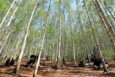 추석 연휴 인제 자작나무숲 걸어보세요