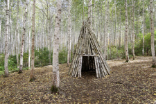 [장보영의 정상에서 쓴 편지] 30. 인제 원대리 자작나무숲:나의 기원인 숲에서