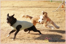 설 연휴 우리집 강아지가 아프면… 강원도 문 여는 동물병원 안내