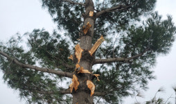철원 국도변 가로수 과도한 가지치기…고사 우려까지 제기돼