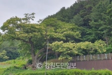 천연기념물 제 498호 평창 방림면 밤나무 후계목 키운다
