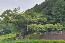 국내 최고령 평창 운교리 밤나무 후계목 키운다