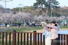 [현장컷] 강릉 경포호수 막바지 벚꽃놀이로 분홍빛 주말