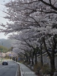 [현장컷] 비로소 봄…태백산 가는길 벚꽃 향연